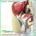 VENDER 12439 Life Size Male Anatomical Model 4 Parts Anatomy